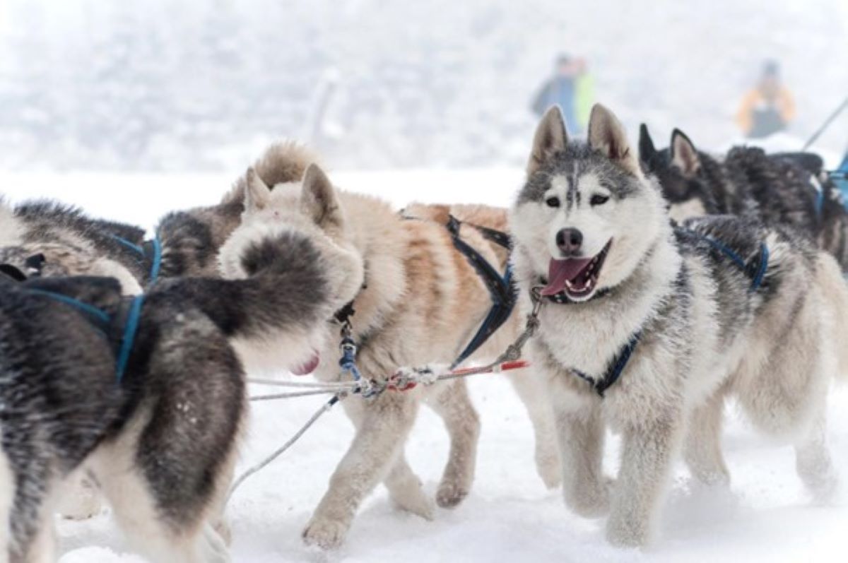 MUSHING EN ANDORRA